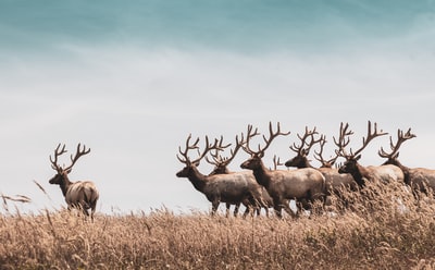 During the day in the brown grass a herd of deer
